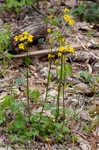 Golden groundsel